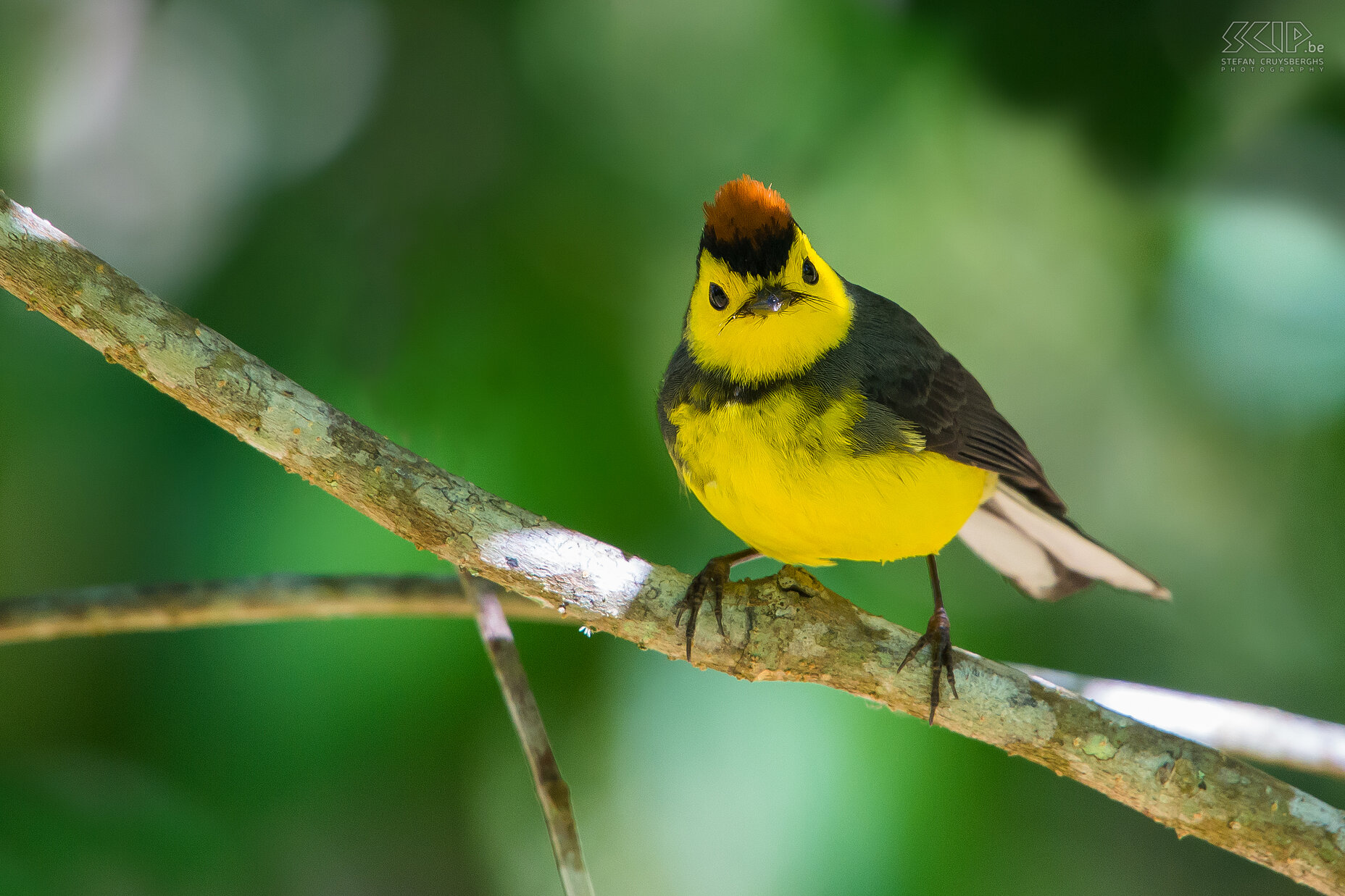 San Gerardo de Dota - Halsbandzanger (collared redstart,  myioborus torquatus)  Stefan Cruysberghs